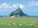 Sheep grazing the pastures near Mont St Michel