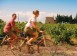 Cycling in the Provence vineyards